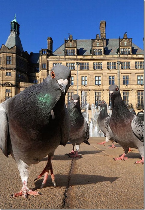 El Blog de Edu: Fotos curiosas del mundo animal